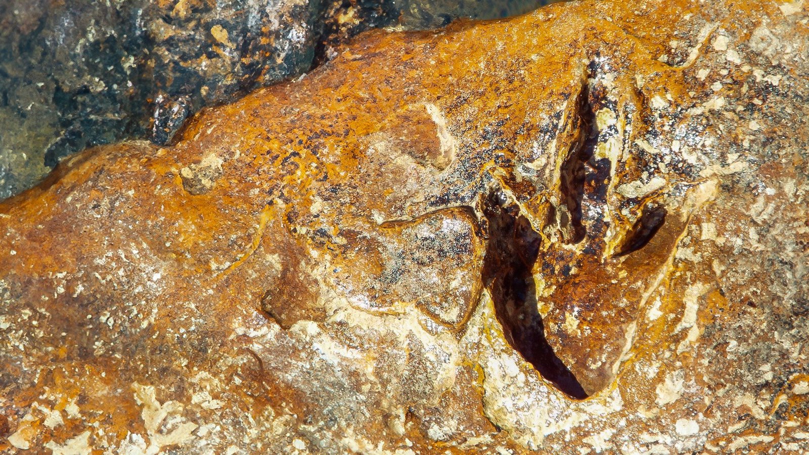 Pegada de dinossauro preservada na rocha